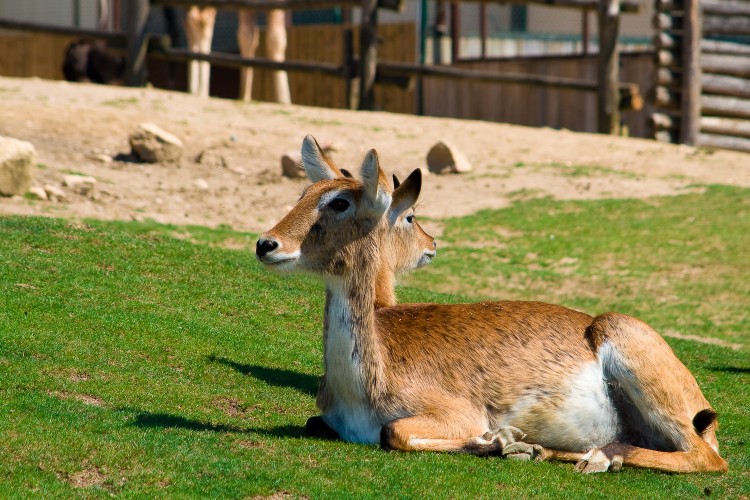 Fonds d'cran Animaux Divers animal a deux ttes