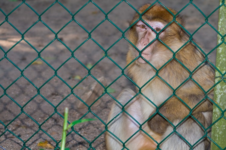 Fonds d'cran Animaux Singes tristesse