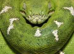 Fonds d'cran Animaux Emerald Tree Boa