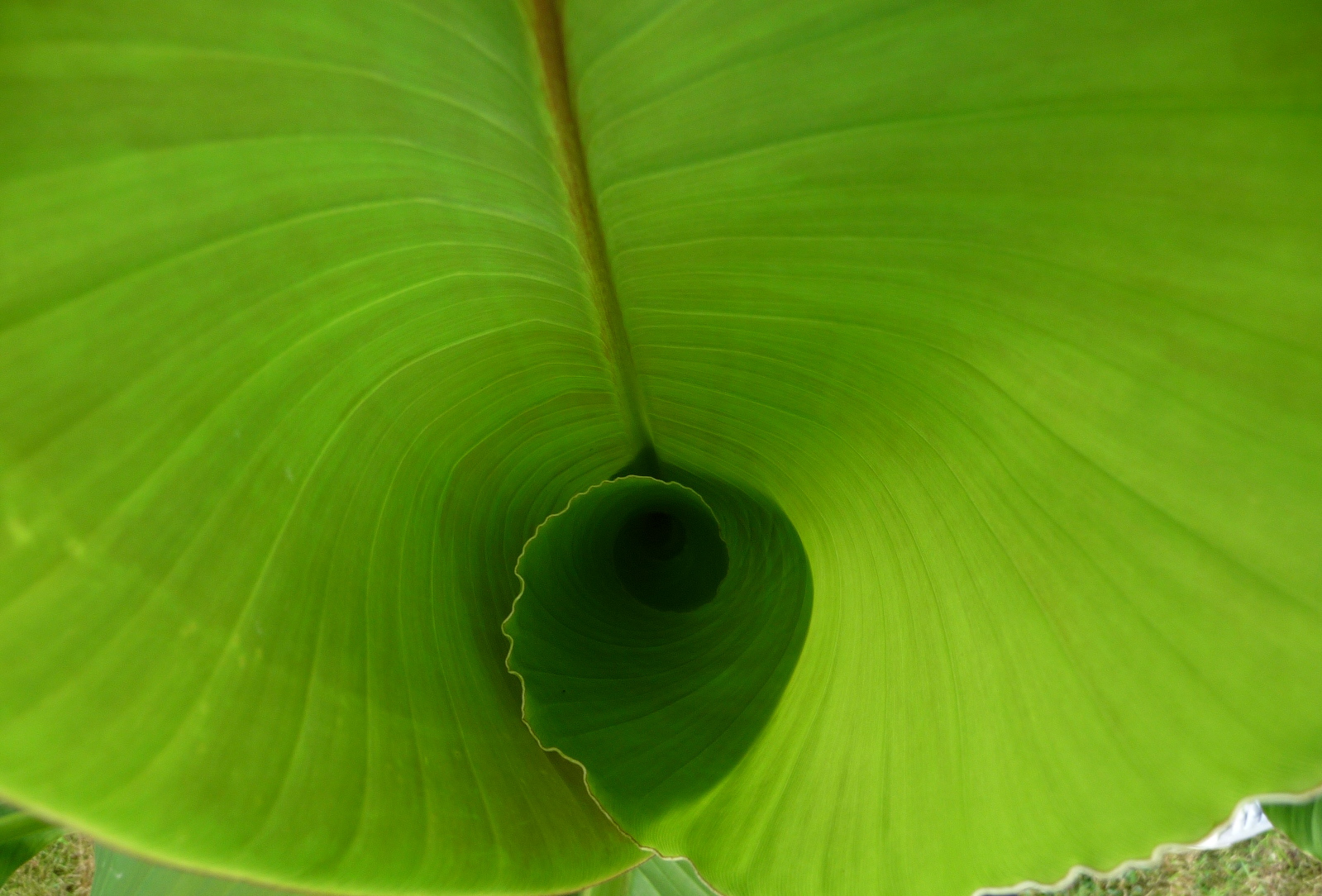 Wallpapers Nature Leaves - Foliage 