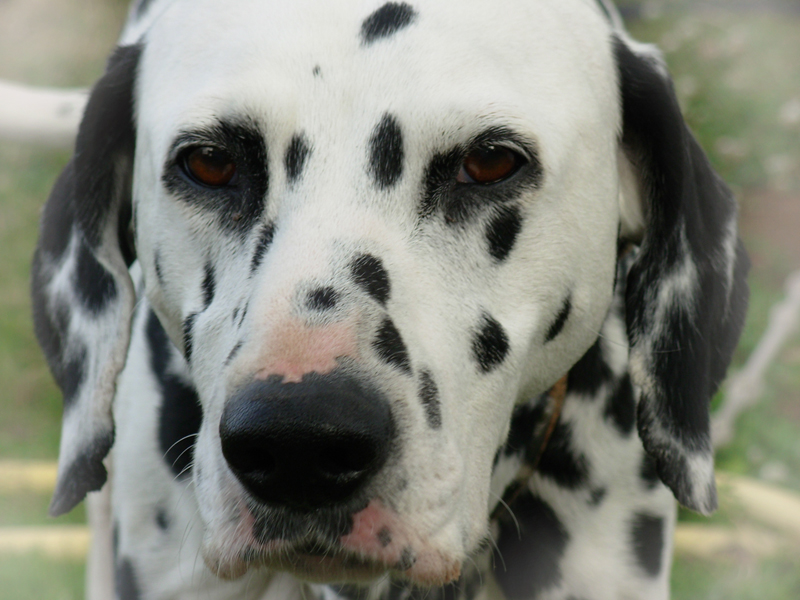 Wallpapers Animals Dogs mon dalmatien1