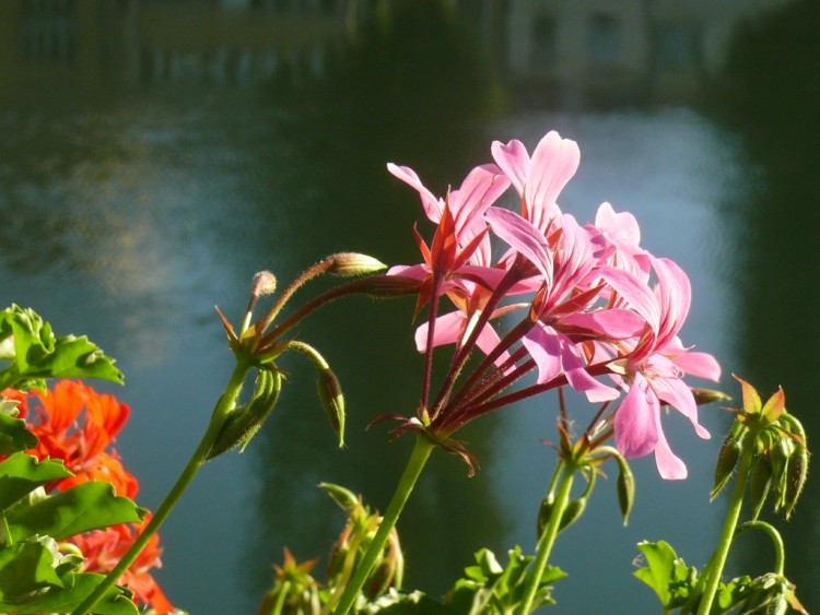 Fonds d'cran Nature Fleurs Reflets-sur-Seine