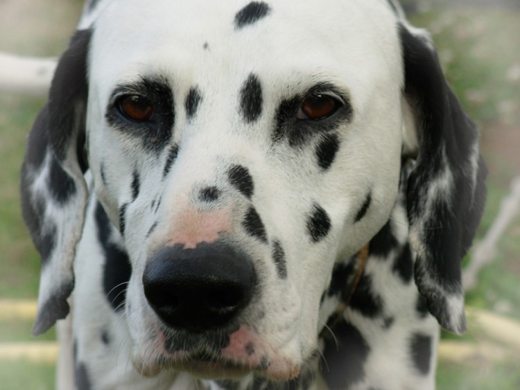 Fonds d'cran Animaux Chiens mon dalmatien1