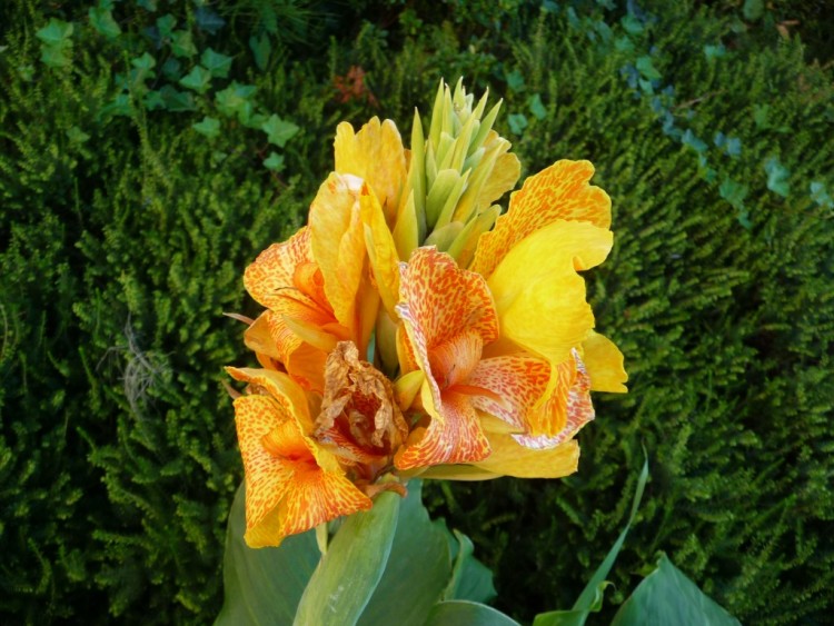 Fonds d'cran Nature Fleurs une merveille de Cana