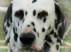 Fonds d'cran Animaux mon dalmatien1