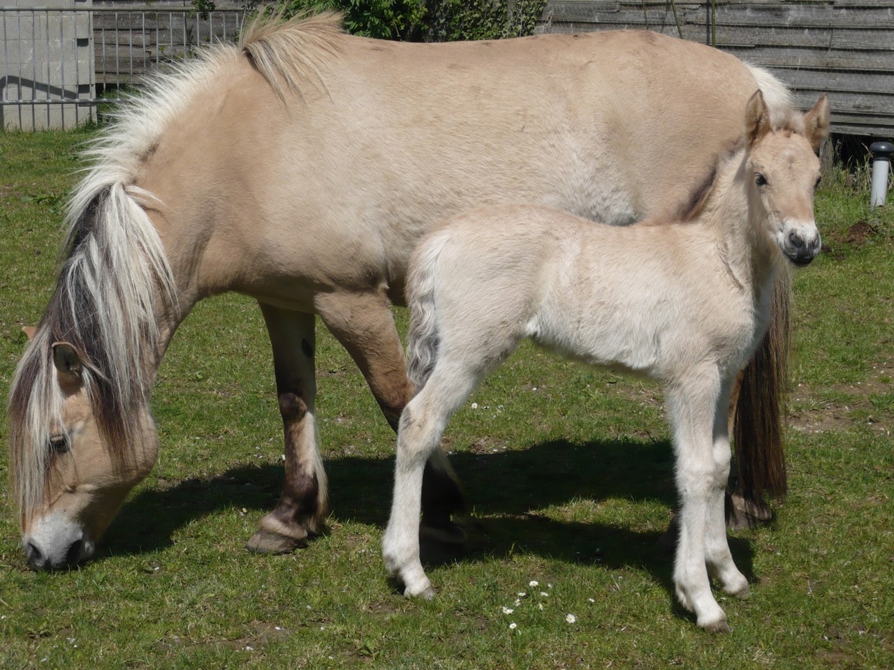 Fonds d'cran Animaux Chevaux 