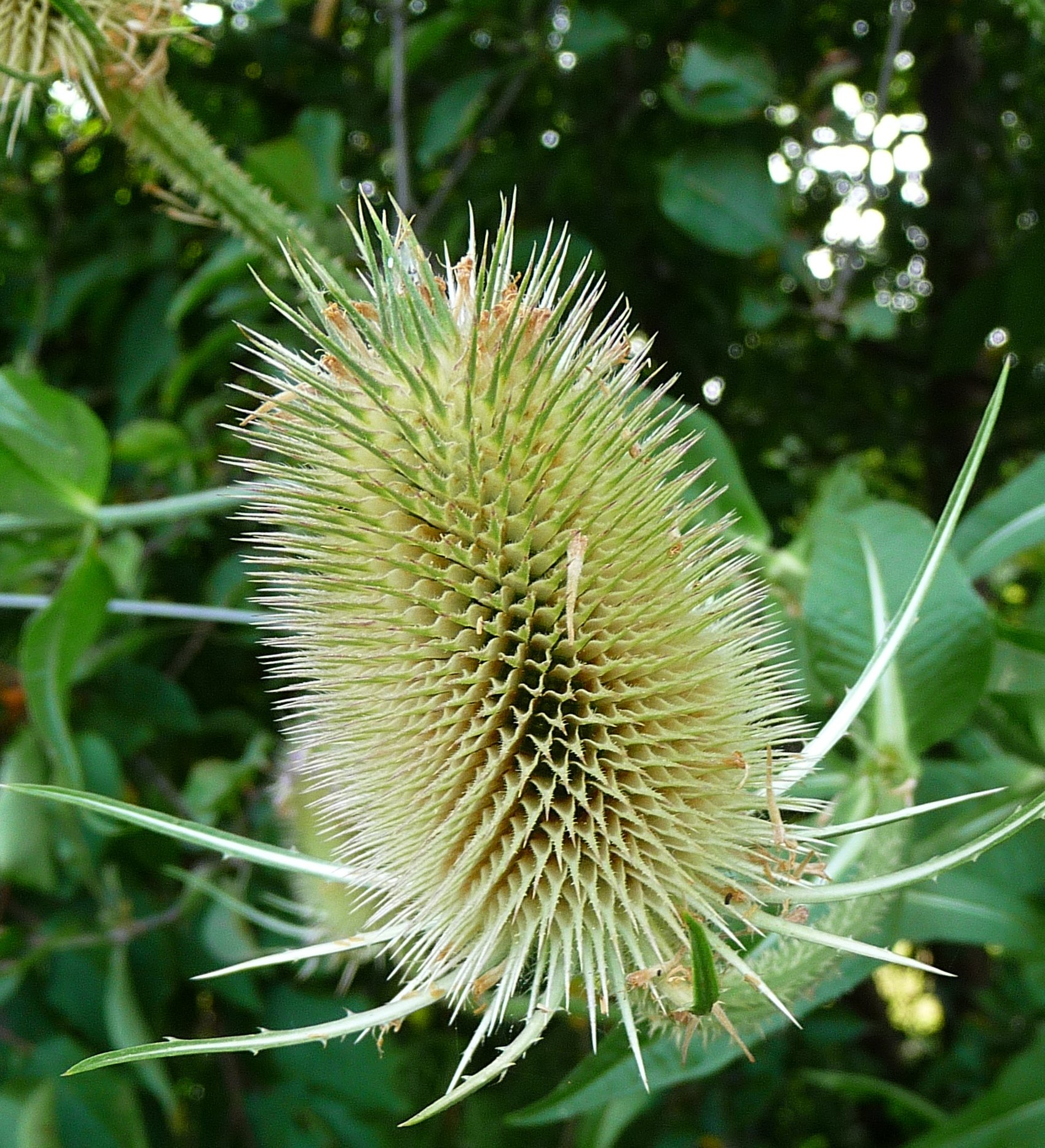 Fonds d'cran Nature Fleurs 