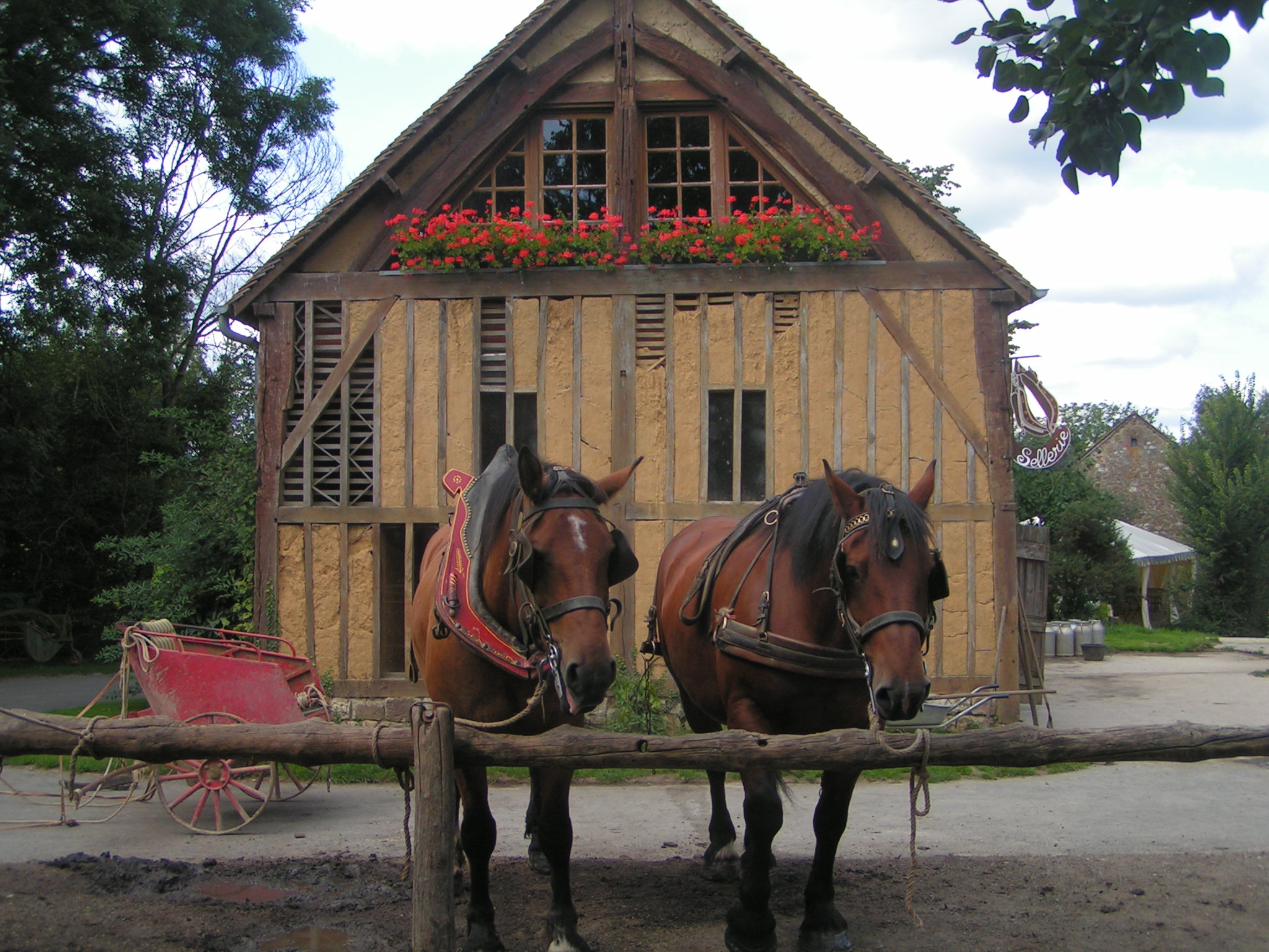 Wallpapers Animals Horses chevaux de trait cob normand