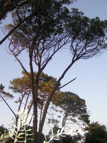 Fonds d'cran Nature Arbres - Forts couch de soleil dans les pins