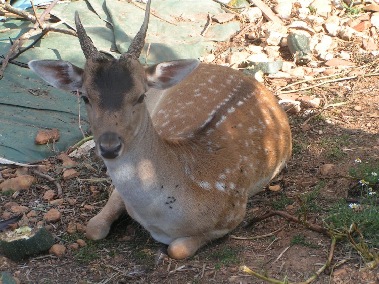 Fonds d'cran Animaux Cervids jeune et beau daim 