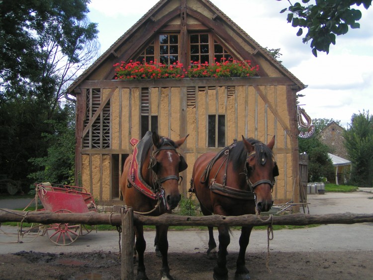 Fonds d'cran Animaux Chevaux chevaux de trait cob normand