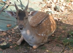 Fonds d'cran Animaux jeune et beau daim 