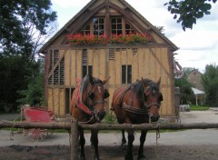 Fonds d'cran Animaux chevaux de trait cob normand