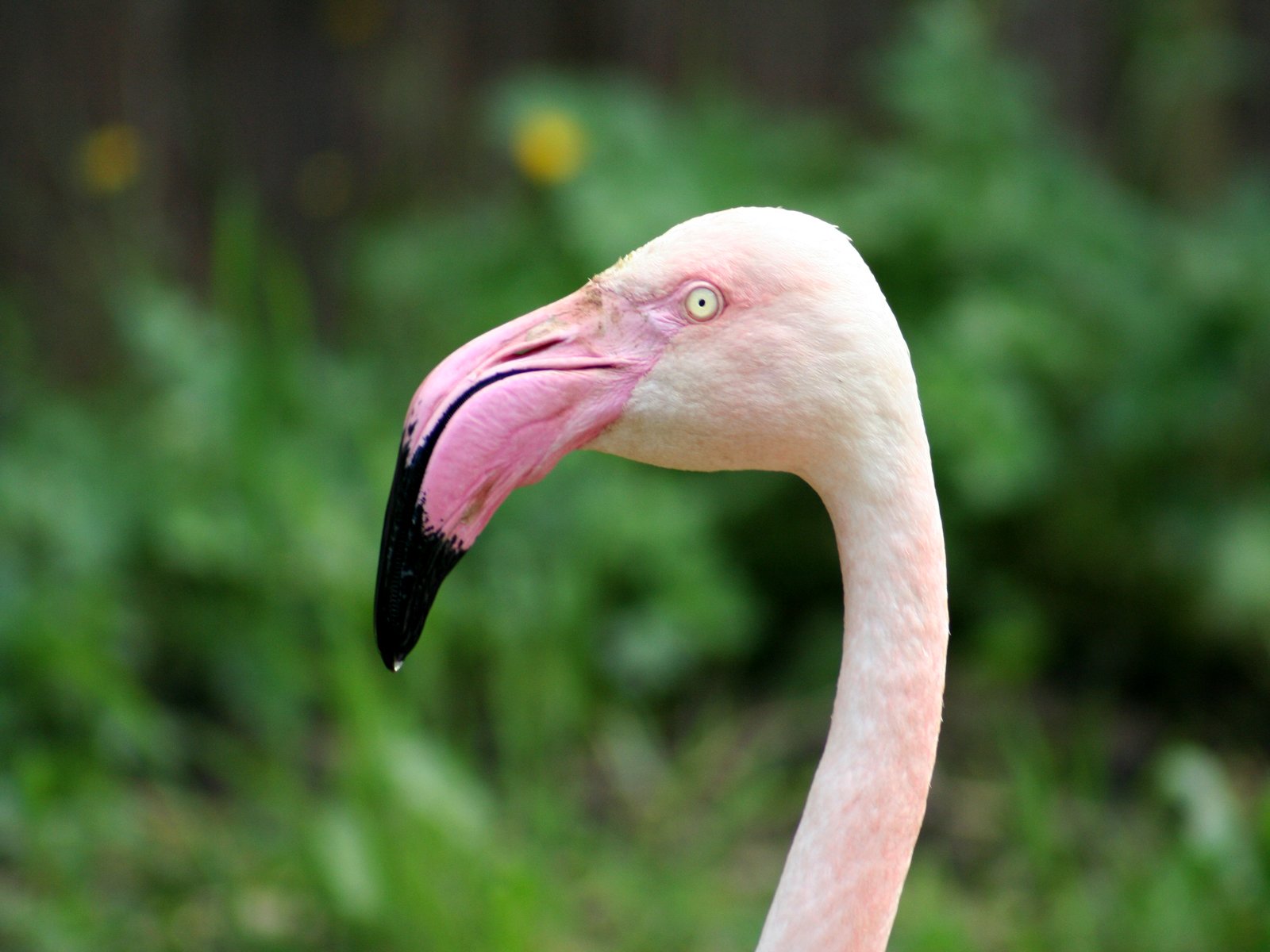 Fonds d'cran Animaux Oiseaux - Flamands roses Le flamand oringinal