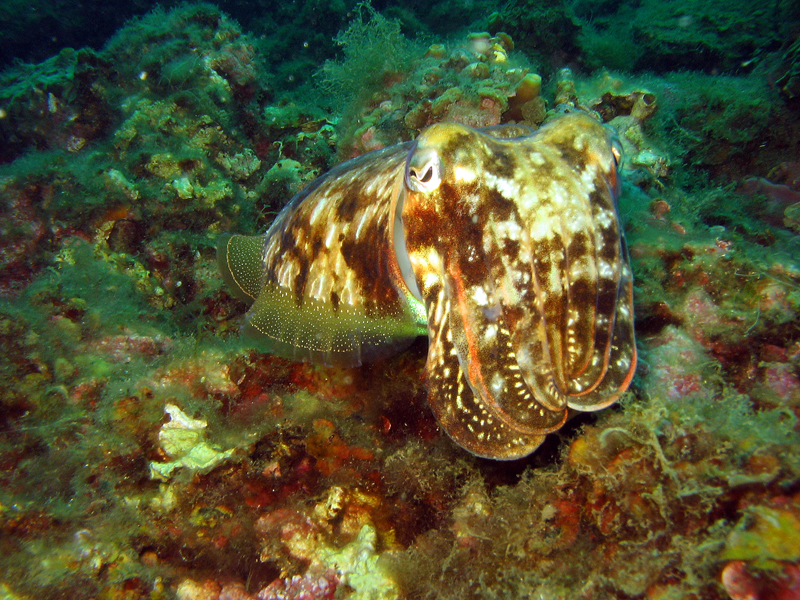 Fonds d'cran Animaux Vie marine - Cphalopodes seiche