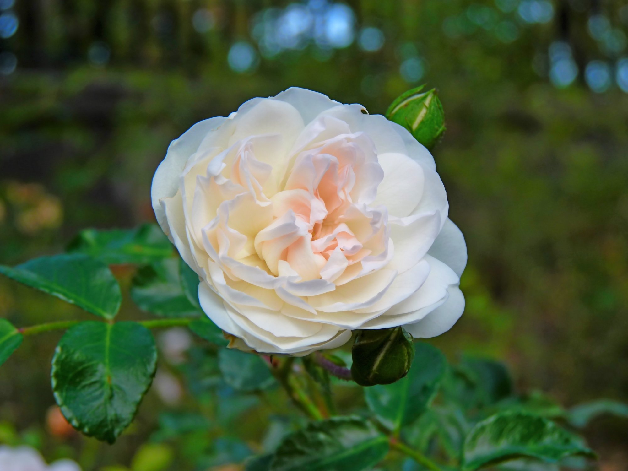 Wallpapers Nature Flowers Rose blanche