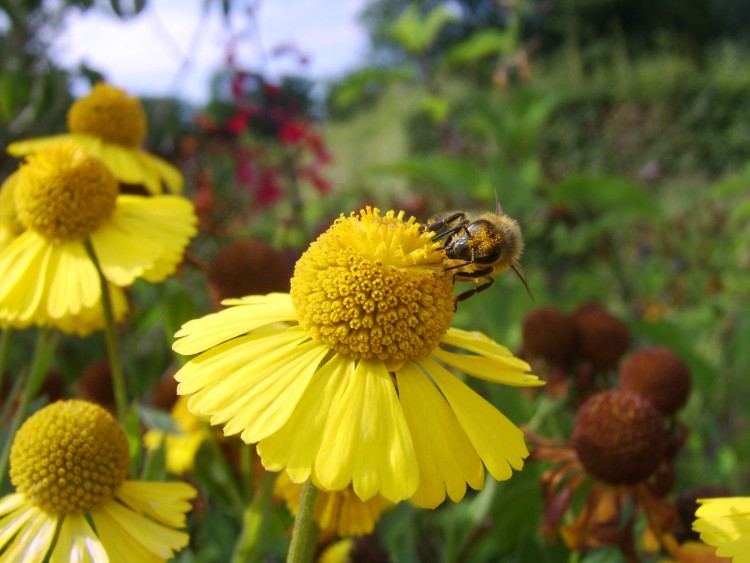 Wallpapers Nature Flowers Fleurs jaunes