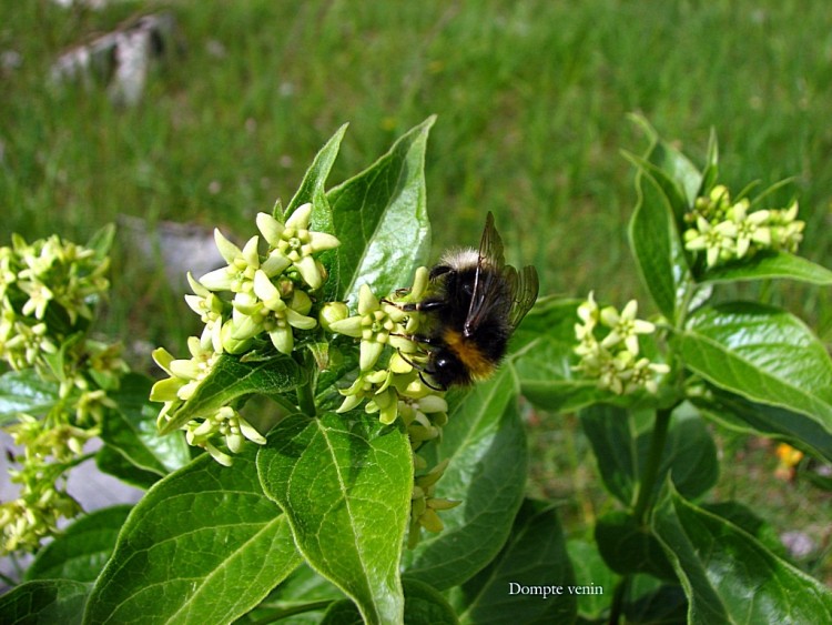 Fonds d'cran Nature Fleurs Dompte venin