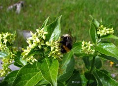 Fonds d'cran Nature Dompte venin