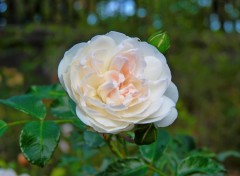 Fonds d'cran Nature Rose blanche