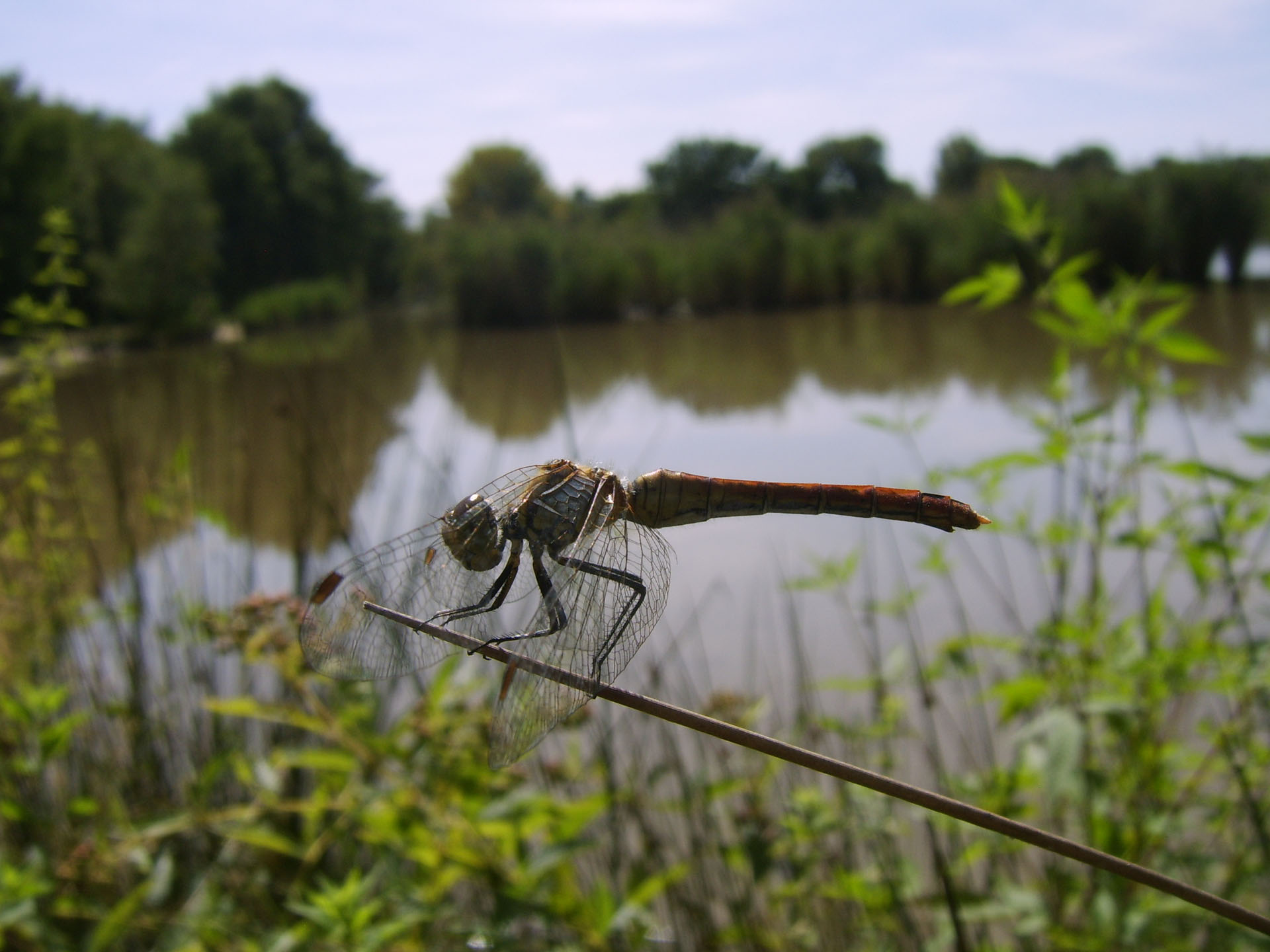 Wallpapers Animals Insects - Dragonflies 