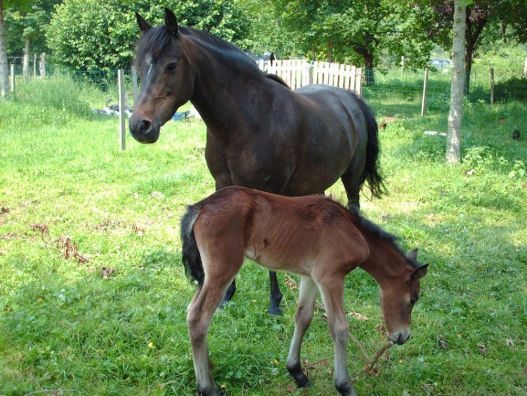 Fonds d'cran Animaux Chevaux Wallpaper N244506