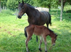 Fonds d'cran Animaux Image sans titre N244506