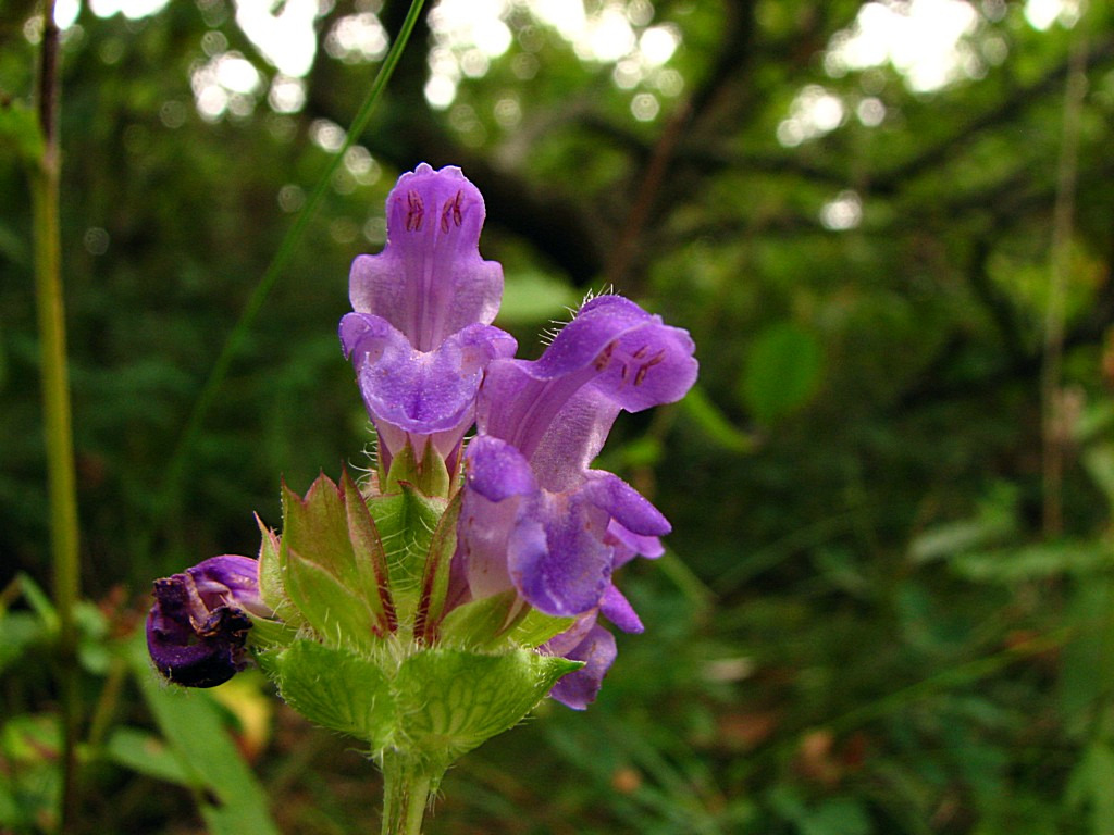 Fonds d'cran Nature Fleurs Calament clinopod 