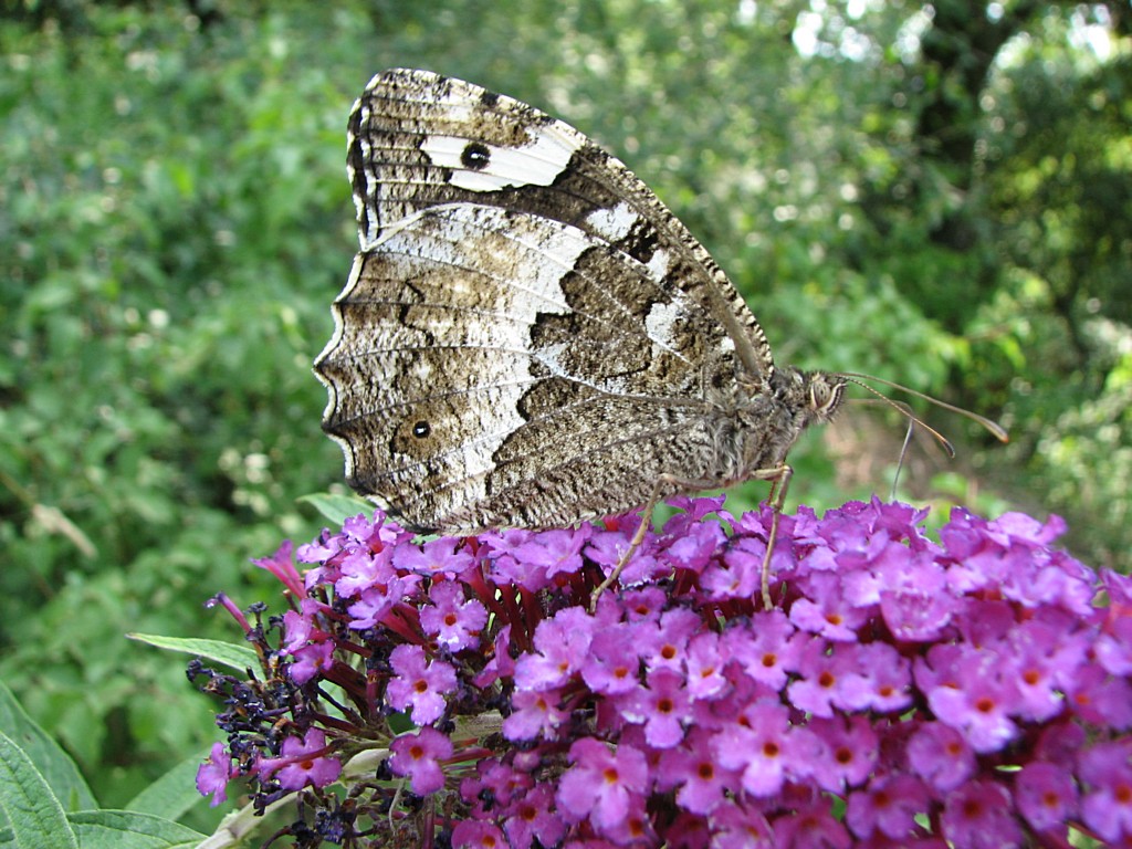 Wallpapers Animals Insects - Butterflies silene