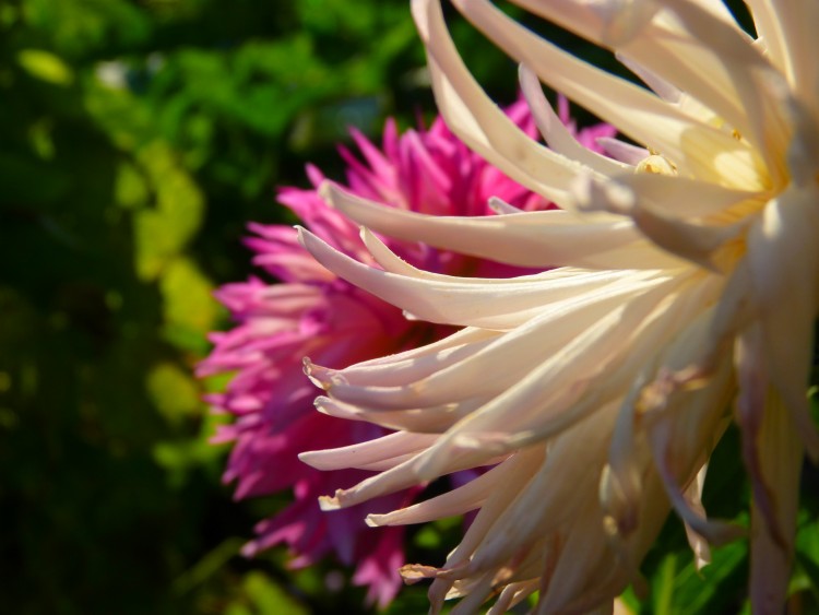 Fonds d'cran Nature Fleurs Blanche et Rose