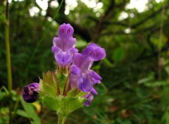 Fonds d'cran Nature Calament clinopod 