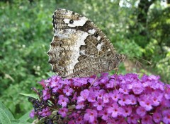 Fonds d'cran Animaux silene