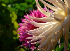 Fonds d'cran Nature Blanche et Rose