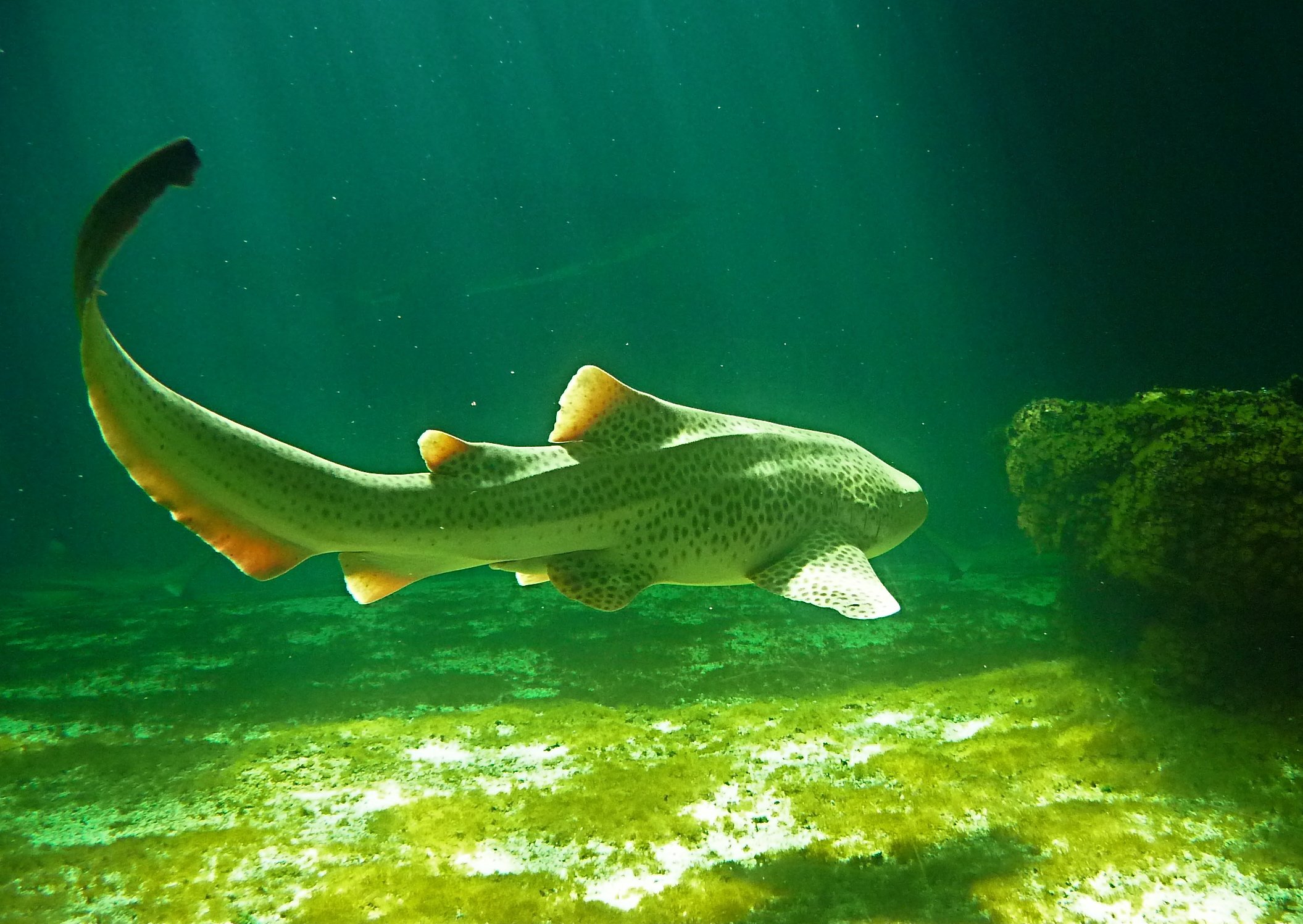 Fonds d'cran Animaux Vie marine - Poissons 