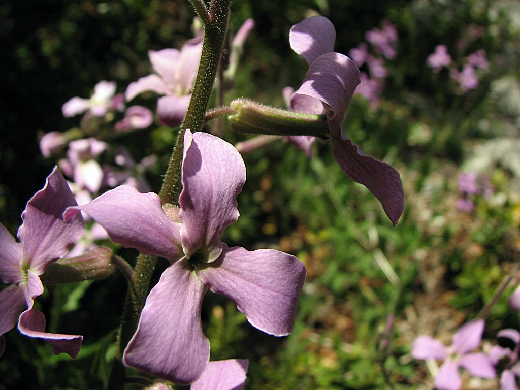 Wallpapers Nature Flowers Julienne