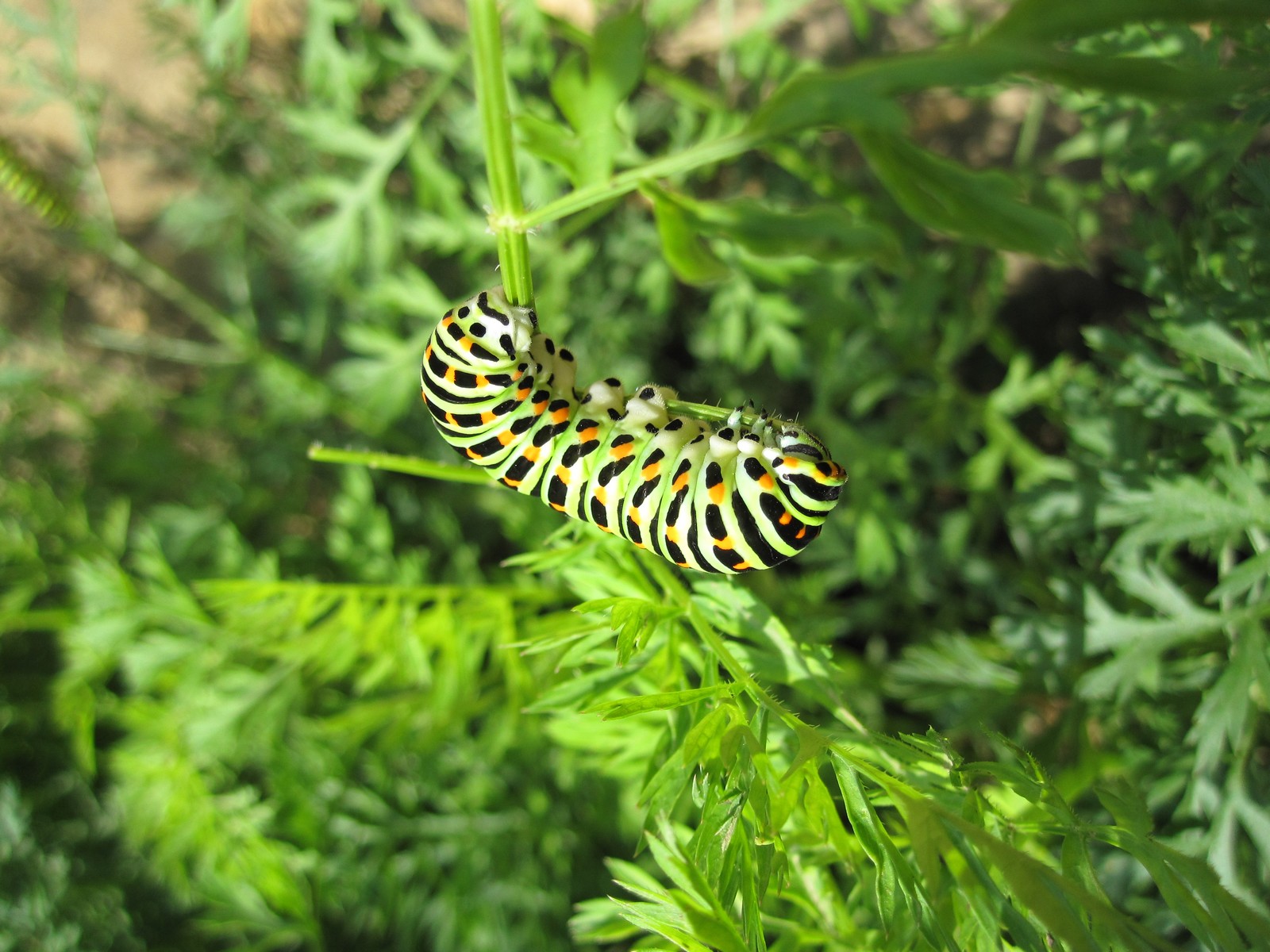 Wallpapers Animals Insects - Caterpillars Chenille de Macaon