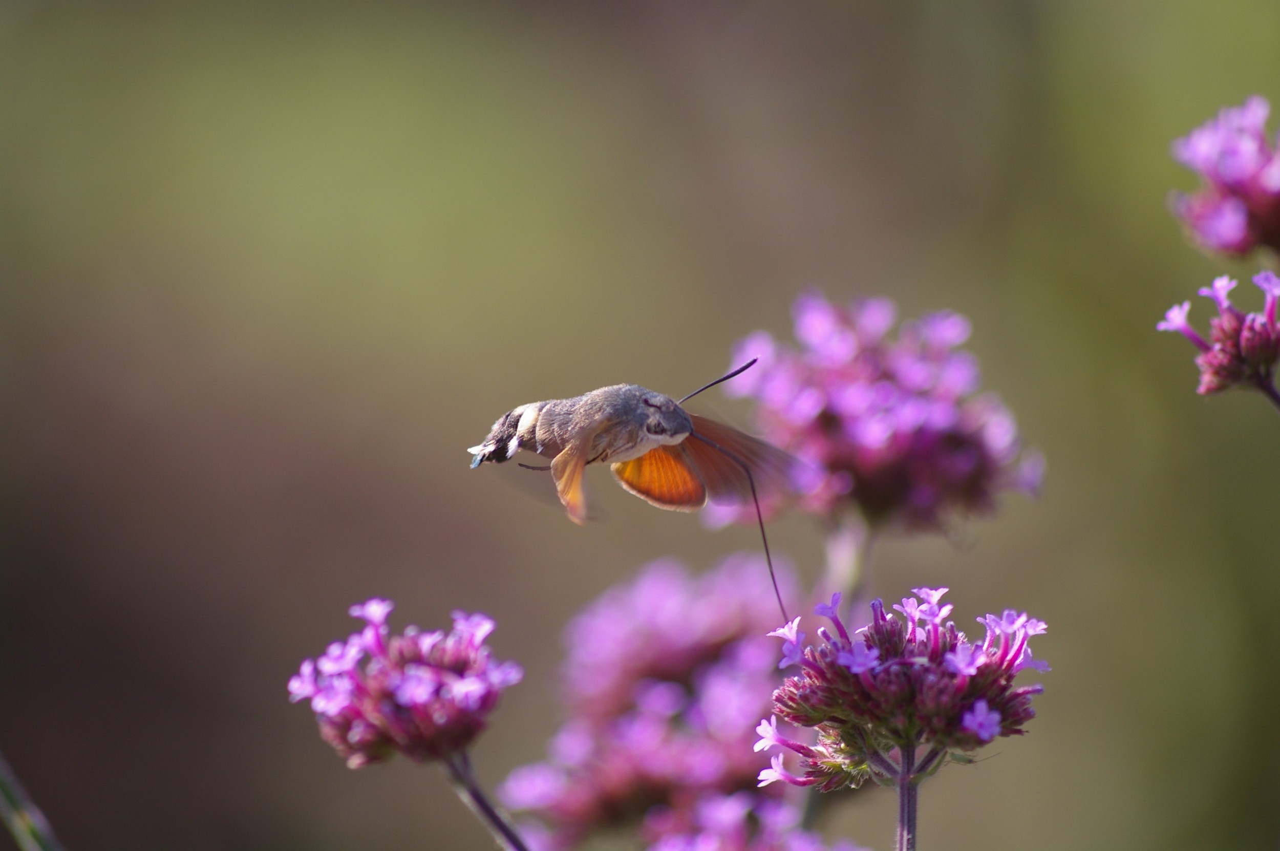 Fonds d'cran Animaux Insectes - Papillons moro-sphinx