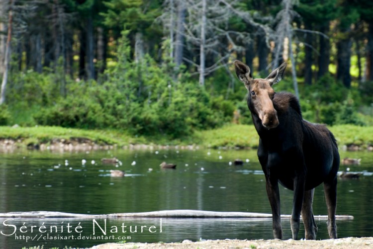 Wallpapers Animals Moose Srnit Naturel