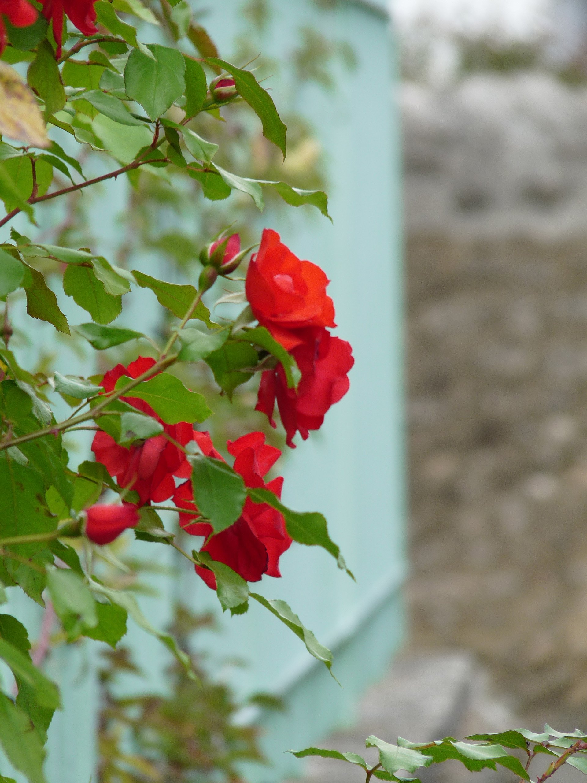 Wallpapers Nature Flowers Rose