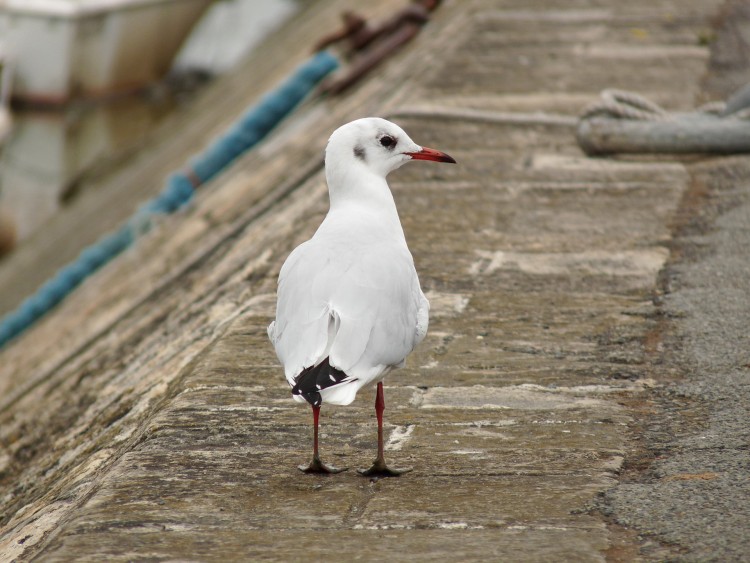 Wallpapers Animals Birds - Gulls Mouette