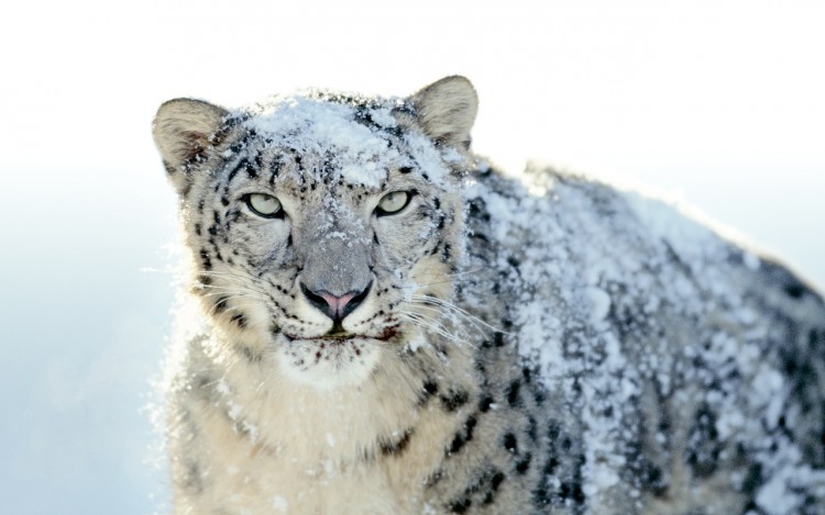 Wallpapers Animals Felines - Leopards Snow Leopard