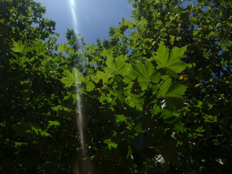 Fonds d'cran Nature Feuilles - Feuillages une lumire divine