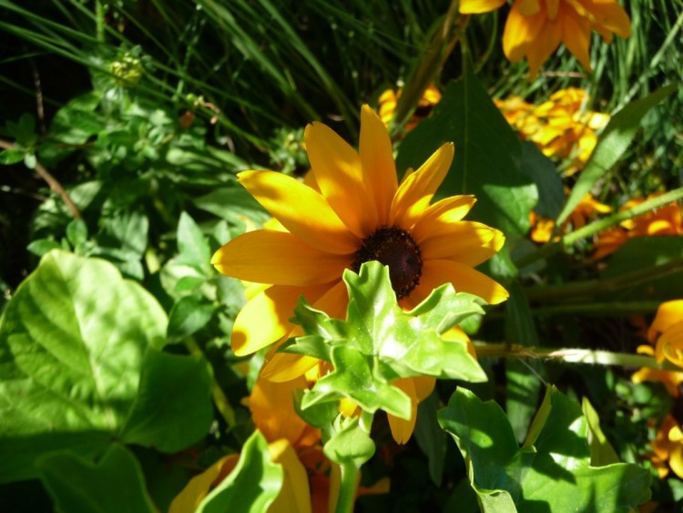 Fonds d'cran Nature Fleurs cache par le soleil