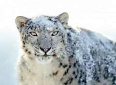 Wallpapers Animals Snow Leopard