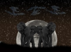 Wallpapers Digital Art Elephants