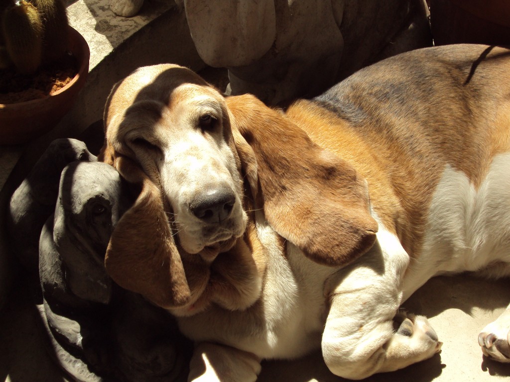 Fonds d'cran Animaux Chiens chien de columbo