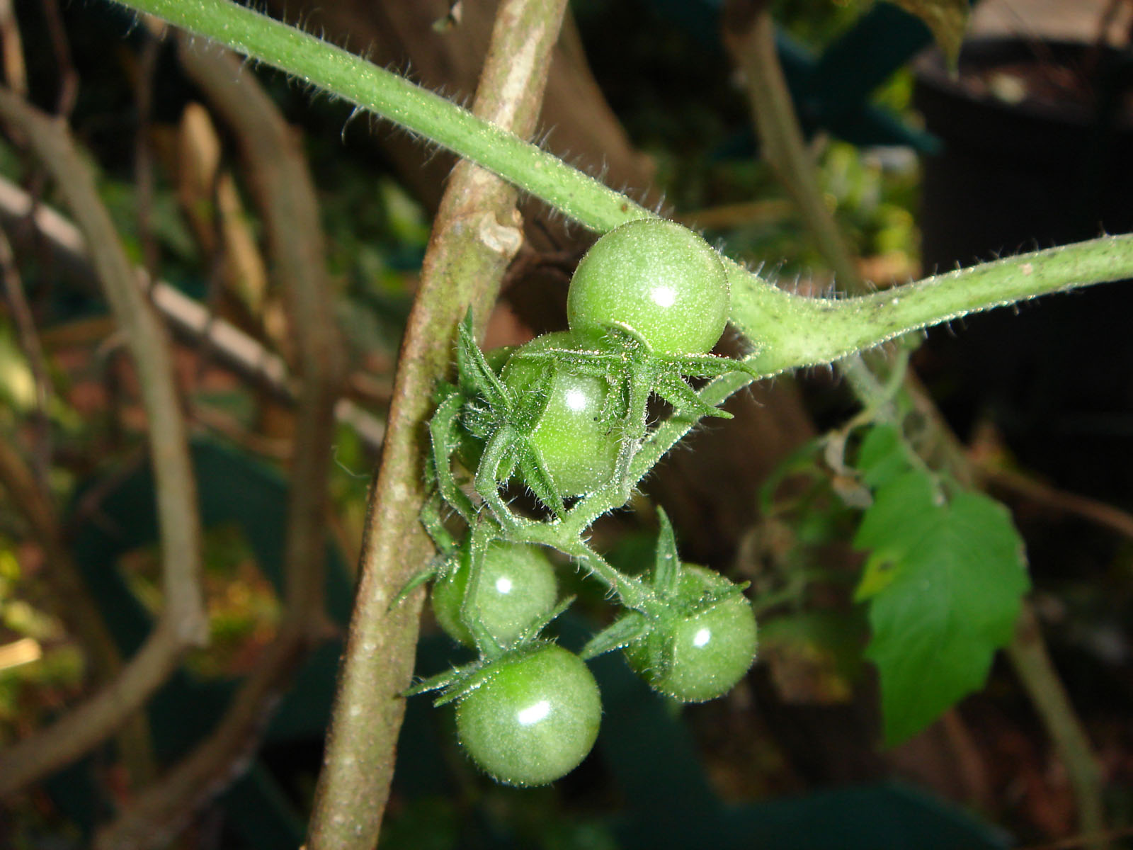 Fonds d'cran Nature Fruits tomates cerises