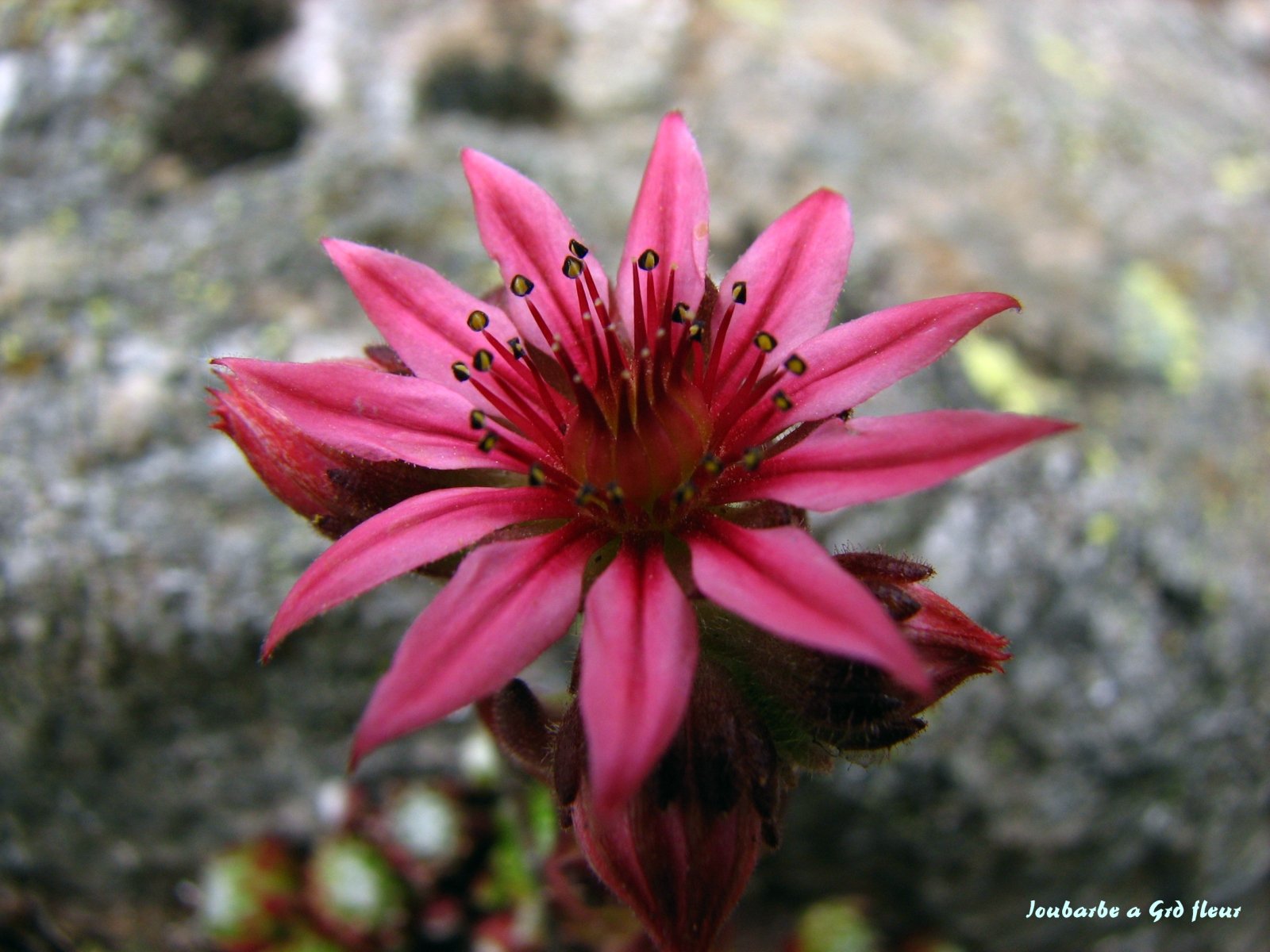 Fonds d'cran Nature Fleurs Joubarbe a grande fleur