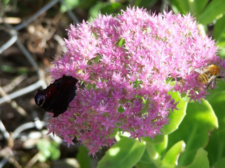 Fonds d'cran Nature Fleurs Noirpapillon