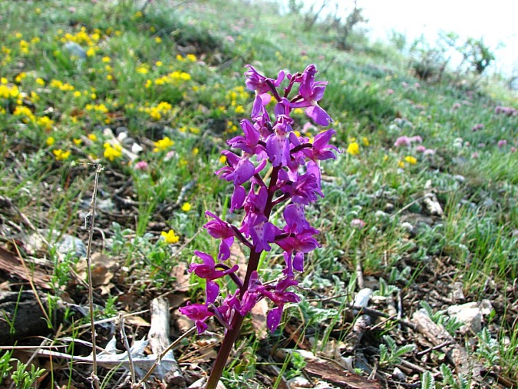 Wallpapers Nature Flowers orchis penzigional